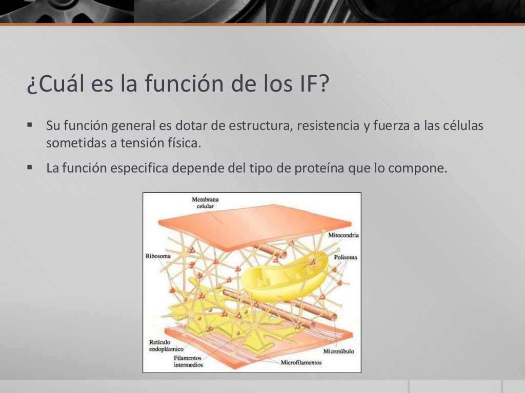 Filamentos intermedios