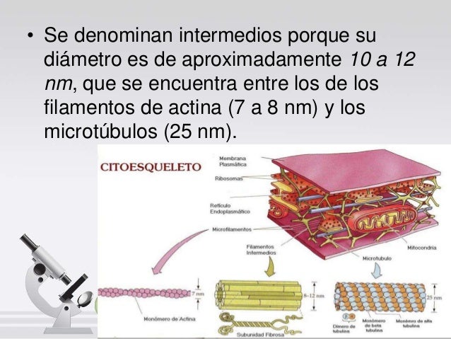 Filamentos intermedios