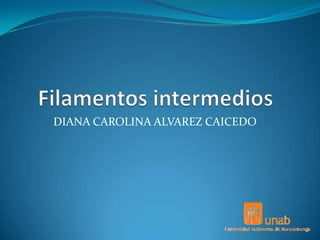 Filamentos intermedios DIANA CAROLINA ALVAREZ CAICEDO 