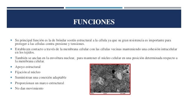 Filamentos intermedios