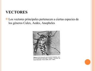 VECTORES Los vectores principales pertenecen a ciertas especies de los géneros Culex, Aedes, Anopheles 