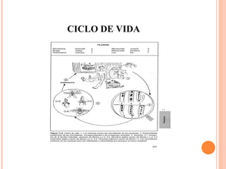 CICLO DE VIDA 