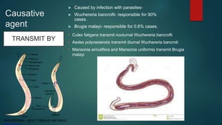 Causative
agent
► Caused by infection with parasites-
► Wuchereria bancrofti- responsible for 90%
cases.
► Brugia malayi- responsible for 0.6% cases.
TRANSMIT BY
• Culex fatigans transmit nocturnal Wuchereria bancrofti
• Aedes polynesiensis transmit diurnal Wuchereria bancroti
• Mansonia annulifera and Mansonia uniformis transmit Brugia
malayi
 