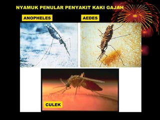 NYAMUK PENULAR PENYAKIT KAKI GAJAH ANOPHELES AEDES CULEK 