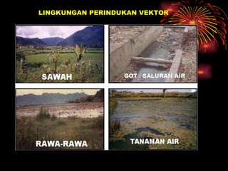 LINGKUNGAN PERINDUKAN VEKTOR 