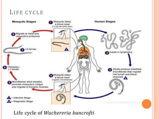 LIFE CYCLE
Life cycle of Wuchereria bancrofti
 