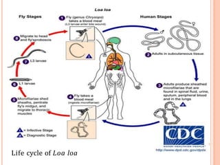 Life cycle of Loa loa
 