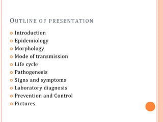 OUTLINE OF PRESENTATION
 Introduction
 Epidemiology
 Morphology
 Mode of transmission
 Life cycle
 Pathogenesis
 Signs and symptoms
 Laboratory diagnosis
 Prevention and Control
 Pictures
 