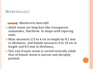MORPHOLOGY
Wuchereria bancrofti
 Adult worm are long hair like transparent
nematodes, filariform in shape with tapering
ends.
 Male measures 2.5 to 4 cm in length by 0.1 mm
in thickness and female measures 8 to 10 cm in
length and 0.3 mm in thickness.
 Tail end of male worm is curved ventrally while
that of female worm is narrow and abruptly
pointed.
 