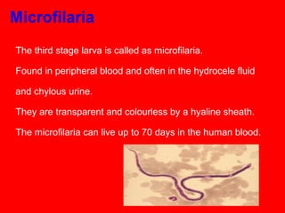 The third stage larva is called as microfilaria.
Found in peripheral blood and often in the hydrocele fluid
and chylous urine.
They are transparent and colourless by a hyaline sheath.
The microfilaria can live up to 70 days in the human blood.