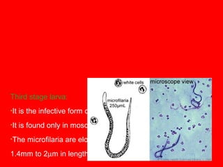 Third stage larva:
•It is the infective form of the filarial worm for humans.
•It is found only in mosquito vectors.
•The microfilaria are elongated, filariform and measure
1.4mm to 2µm in length.