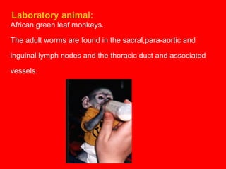 African green leaf monkeys.
The adult worms are found in the sacral,para-aortic and
inguinal lymph nodes and the thoracic duct and associated
vessels.