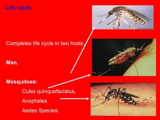 Completes life cycle in two hosts.
Definitive host:
Man.
Intermediate host:
Mosquitoes:
Culex quinquefaciatus,
Anopheles
Aedes Species.
