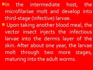 In the intermediate host, the
microfilariae molt and develop into
third-stage (infective) larvae.
Upon taking another blood meal, the
vector insect injects the infectious
larvae into the dermis layer of the
skin. After about one year, the larvae
molt through two more stages,
maturing into the adult worms.