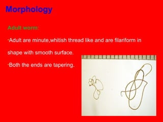 Adult worm:
•Adult are minute,whitish thread like and are filariform in
shape with smooth surface.
•Both the ends are tapering.