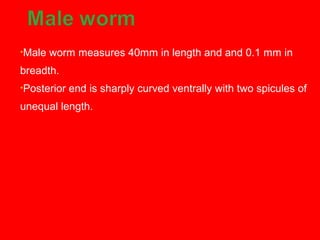 •Male worm measures 40mm in length and and 0.1 mm in
breadth.
•Posterior end is sharply curved ventrally with two spicules of
unequal length.