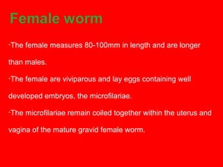 •The female measures 80-100mm in length and are longer
than males.
•The female are viviparous and lay eggs containing well
developed embryos, the microfilariae.
•The microfilariae remain coiled together within the uterus and
vagina of the mature gravid female worm.