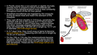 • In Pacific areas like a non-periodic or slightly diurnally
periodic form is present in which microfilariae are
present in the peripheral blood more or less constantly
throughout much of the 24 hour period.
• Sheathed microfilariae are ingested by the mosquito
during its blood meal and reach the stomach of the
mosquito
• They cast off their sheaths in 2-6 hours, penetrate the
stomach wall and in the course of 4-17 hours reach
thoracic muscles. In next 2 days they metamorphose
into short, sausage-shaped organisms with a short
spiky tail measuring 124-250 um in length by 10-17 um
in diameter (the first-stage larvae)
• In 3-7 days' time, they moult once or twice to become
second-stage larva measuring 225-300 um in length by
15-30 um in diameter.
• On the 10th or 11th day the metamorphosis become
complete, the tail atrophies to a mere stump and the
digestive system, body cavity and genital organs are
fully developed. These are the third-stage larvae and
are infective.
10
 