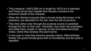 • They measure 1,400-2,000 um in length by 18-23 um in diameter
and These larvae then migrate from thoracic muscles to the
proboscis sheath of the mosquito
• When the infected mosquito bites a human being the larvae, in its
proboscis, are deposited on the skin near the site of puncture.
• They then either enter through the puncture wound or penetrate
through the skin on their own. Thereafter, they enter into lymphatics
and settle down usually in inguinal, scrotal and abdominal lymph
nodes, where they develop into adult worms.
• In one year or more they become sexually mature. Male fertilizes
female, the gravid female gives birth to microfilariae and the cycle is
repeated.
11
 