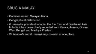 BRUGIA MALAYI
• Common name: Malayan filaria.
• Geographical distribution
• B. malayi is prevalent in India, the Far East and Southeast Asia.
In India it has been chiefly reported from Kerala, Assam, Orissa,
West Bengal and Madhya Pradesh.
• W. bancrofti and B. malayi may co-exist at one place.
24
 