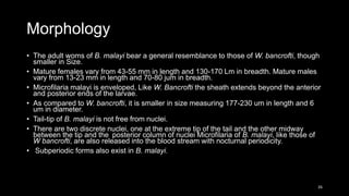 Morphology
• The adult woms of B. malayi bear a general resemblance to those of W. bancrofti, though
smaller in Size.
• Mature females vary from 43-55 mm in length and 130-170 Lm in breadth. Mature males
vary from 13-23 mm in length and 70-80 jum in breadth.
• Microfilaria malayi is enveloped, Like W. Bancrofti the sheath extends beyond the anterior
and posterior ends of the larvae.
• As compared to W. bancrofti, it is smaller in size measuring 177-230 um in length and 6
um in diameter.
• Tail-tip of B. malayi is not free from nuclei.
• There are two discrete nuclei, one at the extreme tip of the tail and the other midway
between the tip and the posterior column of nuclei Microfilaria of B. malayi, like those of
W bancrofti, are also released into the blood stream with nocturnal periodicity.
• Subperiodic forms also exist in B. malayi.
26
 