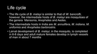 Life cycle
Life cycle
• The life cycle of B. malayi is similar to that of W. bancrofti,
however, the intermediate hosts of B. malayi are mosquitoes of
the genera Mansonia, Anopheles and Aedes.
• The intermediate hosts in India are M. annulifera, M. indiana, M.
uniformis and Anopheles barbirostris.
• Larval development of B. malayi, in the mosquito, is completed
in 6-8 days and adult mature females develop in lymph vessels
of man in about 7 months
27
 