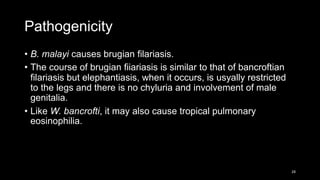 Pathogenicity
• B. malayi causes brugian filariasis.
• The course of brugian fiiariasis is similar to that of bancroftian
filariasis but elephantiasis, when it occurs, is usyally restricted
to the legs and there is no chyluria and involvement of male
genitalia.
• Like W. bancrofti, it may also cause tropical pulmonary
eosinophilia.
28
 