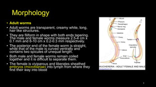 Morphology
• Adult worms
• Adult worms are transparent, creamy white, long,
hair like structures.
• They are filiform in shape with both ends tapering.
The male and female worms measure 2.5-4 cm x
0.1 mm and 8-10 cm x 0.2-0.3 mm respectively.
• The posterior end of the female worm is straight,
while that of the male is curved ventrally and
contains two spicules of unequal length.
• Both male and female worms remain coiled
together and it is difficult to separate them.
• The female is viviparous and liberates sheathed
embryos (microfilariae) into lymph from where they
find their way into blood
3
 