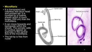 • Microfilaria
• It is transparent and
colorless with blunt head
and pointed tail. It is
covered by a hyaline
sheath which is much
longer (359 um) than the
microfilaria.
• It can move forwards and
backwards within the
sheath. The somatic cells
or nucleus appear as
granules in the central
axis of the microfilaria.
• The tail-tip is free from
nuclei
4
 