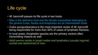 Life cycle
• W. bancrofti passes its fife cycle in two hosts.
• Man is the definitive host and the female mosquitoes belonging to
the genera Culex, Aedes and Anopheles act as intermediate hosts
• Culex quinguefasciatus is the most important vector of W. bancrofti
being responsible for more than 50% of cases of lymphatic filariasis.
• In rural areas, Anopheles species are the primary vectors often
transmitting malaria as well.
• Adult worms reside in lymph nodes and lymphatics (usually inguinal,
scrotal and abdominal) of man.
6
 