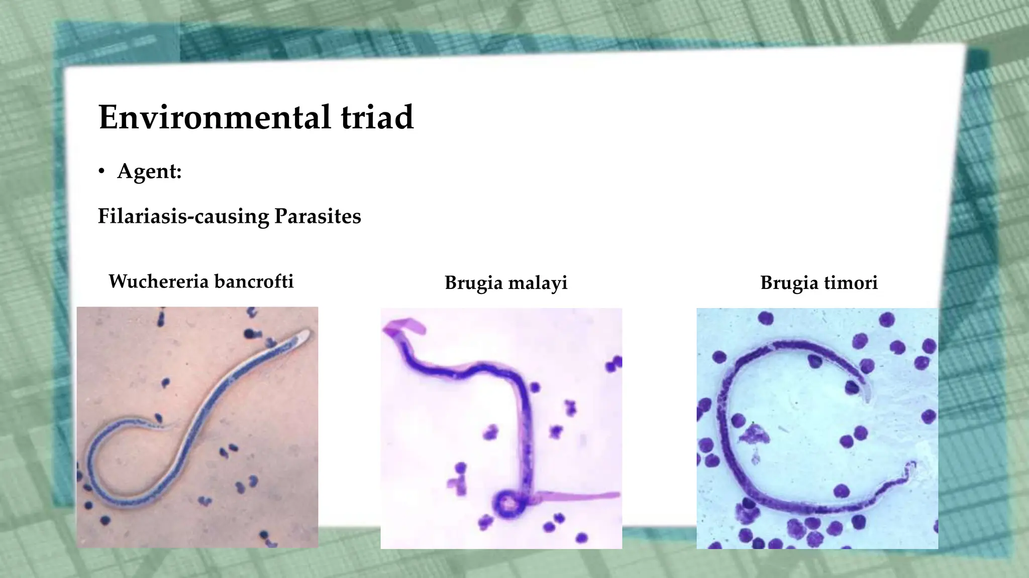 Environmental triad
• Agent:
Filariasis-causing Parasites
Wuchereria bancrofti Brugia malayi Brugia timori