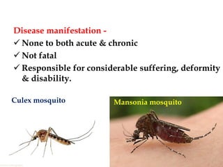 Filariasis is caused 2024 by which mosquito