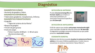 W. bancrofti B. malayi
B.timori
Imágenes extraídas de Alchetron
DETECCIÓN DE ANTÍGENO
Prueba inmunocromatográfica de
formato rápido que emplea un
anticuerpo policlonal y un
anticuerpo monoclonal específicos
para W. bancrofti.
DETECCIÓN DE ANTICUERPOS
ELISA de captura que emplea anticuerpos monoclonales IgG4
como marcador sensible de infección activa por W. bancrofti.
El diagnóstico serológico presenta limitaciones ya que puede
presentar reactividad cruzada.
ECOGRAFÍA ESCROTAL
Mediante esta técnica se puede visualizar la existencia de filarias
adultas en los vasos linfáticos epididimarios. Si están vivas se
encuentran en continuo movimiento (“danza filárica”).
Imágen extraída de Alamy
DIAGNÓSTICO CLÍNICO
•Aumento de ganglios y fiebre.
DIAGNÓSTICO DIFERENCIAL
•Tuberculosis ganglionar, toxoplasmosis, linfomas.
DIAGNÓSTICO PARASITOLÓGICO
•Ecografía
•“Signo de la danza de las filarias”
•Biopsia de ganglios
•Tinción de gota gruesa
•Frotis de sangre
•Tomar muestra 10:00 pm – 2 :00 am para
Wuchereria bancrofti
 