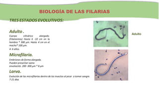 TRES ESTADOS EVOLUTIVOS:
Adulto .
Cuerpo cilíndrico alargado.
(Filamentos) Hasta 6 -10 cm en la
hembra * 300 µm. Hasta 4 cm en el
macho* 100 µm.
4- 6 años.
Microfilaria.
Embriones de forma alargada.
Pueden presentar vaina
envolvente. 200 -300 µm * 8 µm
Larva.
Evolución de las microfilarias dentro de los insectos al picar o tomar sangre.
7-21 días
BIOLOGÍA DE LAS FILARIAS
Adulto
 