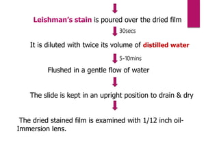 Leishman’s stain is poured over the dried film
It is diluted with twice its volume of distilled water
Flushed in a gentle flow of water
The slide is kept in an upright position to drain & dry
The dried stained film is examined with 1/12 inch oil-
Immersion lens.
5-10mins
30secs
 