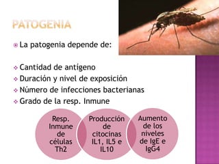  La patogenia depende de:
 Cantidad de antígeno
 Duración y nivel de exposición
 Número de infecciones bacterianas
 Grado de la resp. Inmune
Resp.
Inmune
de
células
Th2
Producción
de
citocinas
IL1, IL5 e
IL10
Aumento
de los
niveles
de IgE e
IgG4
 