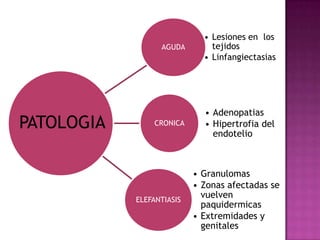 AGUDA
• Lesiones en los
tejidos
• Linfangiectasias
CRONICA
• Adenopatias
• Hipertrofia del
endotelio
ELEFANTIASIS
• Granulomas
• Zonas afectadas se
vuelven
paquidermicas
• Extremidades y
genitales
PATOLOGIA
 