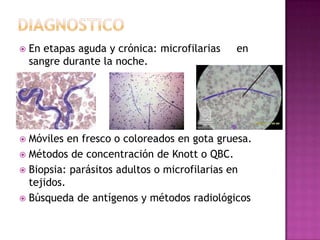  En etapas aguda y crónica: microfilarias en
sangre durante la noche.
 Móviles en fresco o coloreados en gota gruesa.
 Métodos de concentración de Knott o QBC.
 Biopsia: parásitos adultos o microfilarias en
tejidos.
 Búsqueda de antígenos y métodos radiológicos
 