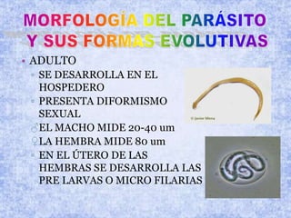 • ADULTO
▫ SE DESARROLLA EN EL
HOSPEDERO
▫ PRESENTA DIFORMISMO
SEXUAL
♂EL MACHO MIDE 20-40 um
♀LA HEMBRA MIDE 80 um
▫ EN EL ÚTERO DE LAS
HEMBRAS SE DESARROLLA LAS
PRE LARVAS O MICRO FILARIAS
 