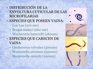 • DISTRIBUCIÓN DE LA
ENVOLTURA CUTICULAR DE LAS
MICROFILARIAS
• ESPECIES QUE POSEEN VAINA:
▫ Loa Loa (210 um)
▫ Brugia malayi (260 um)
▫ Wuchereria bancrofti (260um)
• ESPECIES QUE CARECEN DE
VAINA
▫ Onchocerca volvulus (300um)
▫ Mansonella perstans (200um)
▫ Mansonella ozzardi (200um)
 
