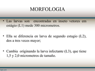 MORFOLOGIA

• Las larvas son encontradas en inseto vetores em
  estágio (L1) mede 300 micrometros.

• Ella se diferencia en larva de segundo estagio (L2),
  dos a tres veces mayor;

• Cambia originando la larva infectante (L3), que tiene
  1,5 y 2,0 micrometros de tamaño.
 