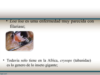 • Loa loa es uma enfermedad muy parecida con
   filariase;




• Todavia solo tiene en la Africa, crysops (tabanidae)
  es lo genero de lo inseto gigante;
 