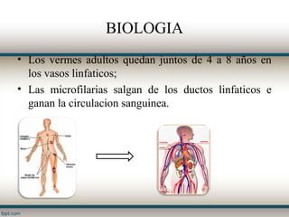 BIOLOGIA
• Los vermes adultos quedan juntos de 4 a 8 años en
  los vasos linfaticos;
• Las microfilarias salgan de los ductos linfaticos e
  ganan la circulacion sanguinea.
 