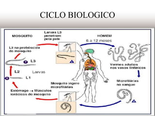 CICLO BIOLOGICO
 
