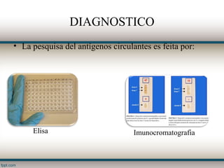 DIAGNOSTICO
• La pesquisa del antígenos circulantes es feita por:




     Elisa                         Imunocromatografia
 