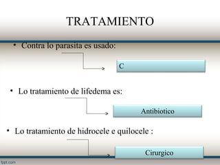 TRATAMIENTO
 • Contra lo parasita es usado:

                                  C


 • Lo tratamiento de lifedema es:

                                       Antibiotico

• Lo tratamiento de hidrocele e quilocele :

                                        Cirurgico
 