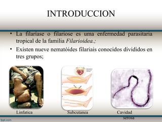 INTRODUCCION

• La filaríase o filariose es uma enfermedad parasitaria
  tropical de la familia Filarioidea.;
• Existen nueve nematóides filariais conocidos divididos en
  tres grupos;




  Linfatica            Subcutanea           Cavidad
                                              serosa
 