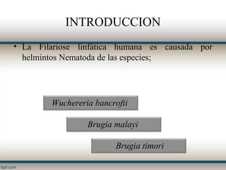 INTRODUCCION
• La Filariose linfática humana es causada por
  helmintos Nematoda de las especies;




        Wuchereria bancrofti

                 Brugia malayi

                        Brugia timori
 