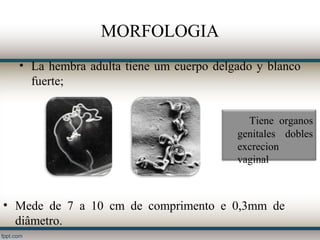 MORFOLOGIA
  • La hembra adulta tiene um cuerpo delgado y blanco
    fuerte;


                                           Tiene organos
                                         genitales dobles
                                         excrecion
                                         vaginal



• Mede de 7 a 10 cm de comprimento e 0,3mm de
  diâmetro.
 