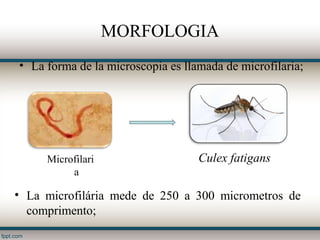 MORFOLOGIA
• La forma de la microscopia es llamada de microfilaria;




     Microfilari                   Culex fatigans
          a

• La microfilária mede de 250 a 300 micrometros de
  comprimento;
 
